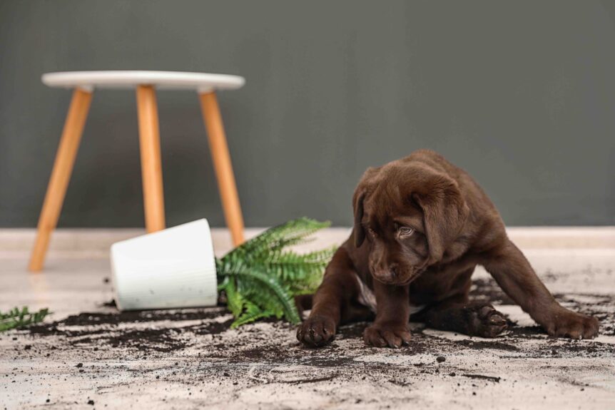 Pet friendly flooring options Brookside Carpets Northamptonshire Leicestershire
